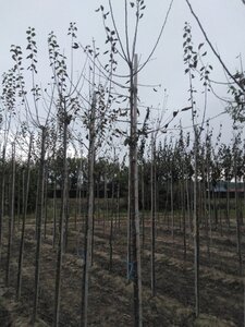 Prunus d. 'Hauszwetsche' = 'Altesse Simple' 6-8 Hoogstam wortelgoed