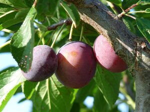 Prunus d. 'Monsieur Hâtif' dubbele U met rek wortelgoed
