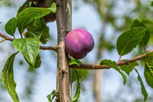 Prunus d. 'Monarch' dubbele U met rek wortelgoed