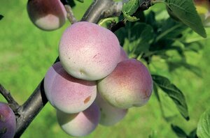 Prunus d. 'Reine Claude d'Althan' = Conducta dubbele U met rek wortelgoed