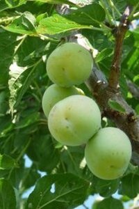 Prunus d. 'Reine Claude d'Oullins' GEELGROEN 12-14 Hoogstam draadkluit 2 X verplant