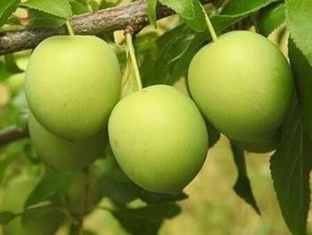 Prunus d. 'Reine Claude Verte' dubbele U met rek wortelgoed - afbeelding 2
