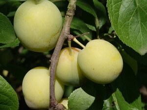 Prunus d. 'Reine Claude Verte' halfstam wortelgoed leiboom 3 etages