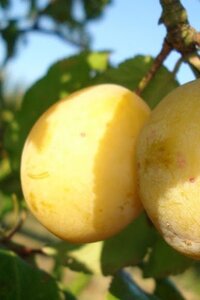 Prunus d. 'Ste Catharine' 8-10 Hoogstam wortelgoed