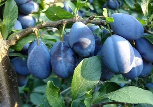 Prunus d. 'Stanley' 12-14 Hoogstam wortelgoed 2 X verplant
