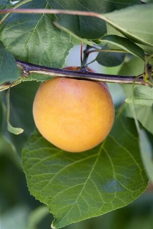 Prunus dulcis 8-10 Halfstam wortelgoed