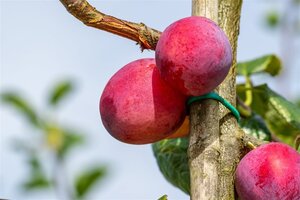 Prunus d. 'Victoria' (laat) ROOD/ROZE 25-30 Hoogstam draadkluit 4 X verplant