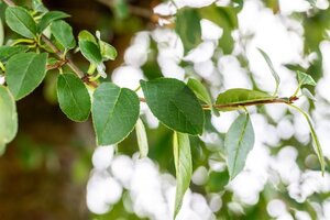 Prunus eminens 'Umbraculifera' 14-16 Hoogstam wortelgoed 240 cm stam Dakvorm 3 armen Versgeleid