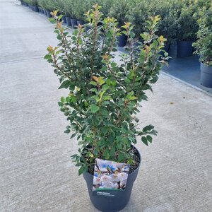 Prunus incisa 'Kojou-no-mai' 40-50 cm cont. 10L