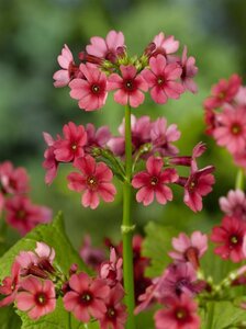 Primula japonica 'Miller's Crimson' geen maat specificatie 0,55L/P9cm - afbeelding 1