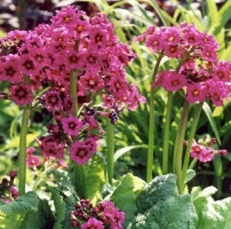 Primula japonica 'Miller's Crimson' geen maat specificatie 0,55L/P9cm - afbeelding 2