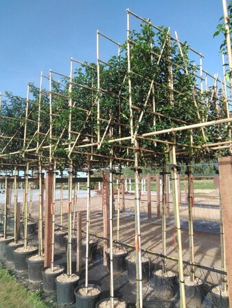 Prunus lusitanica 'Brenelia' 8-10 Hoogstam cont. 30L SCHERM,br120xh120 180 cm stam - afbeelding 1