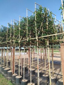 Prunus lusitanica 'Brenelia' 8-10 Hoogstam cont. 30L SCHERM,br120xh120 180 cm stam - afbeelding 1