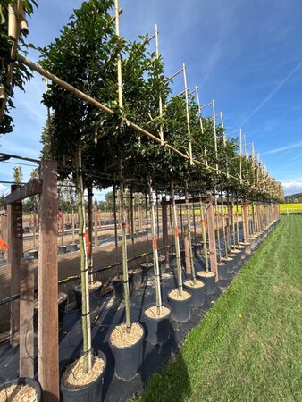Prunus lusitanica 'Brenelia' 8-10 Hoogstam cont. 30L SCHERM,br120xh120 180 cm stam - afbeelding 3