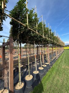 Prunus lusitanica 'Brenelia' 8-10 Hoogstam cont. 30L SCHERM,br120xh120 180 cm stam - afbeelding 3