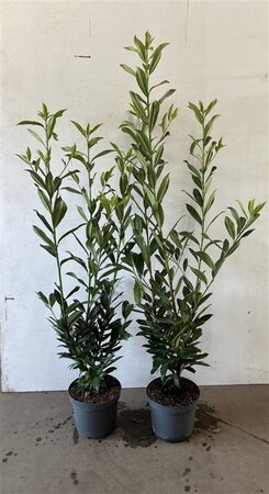 Prunus l. 'Caucasica' 100-125 cm cont. 7,5L - afbeelding 5