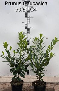 Prunus l. 'Caucasica' 60-80 cm cont. 4,0L