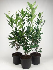 Prunus l. 'Caucasica' 80-100 cm cont. 7,5L - afbeelding 1