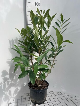 Prunus l. 'Caucasica' 80-100 cm cont. 7,5L - afbeelding 2