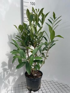 Prunus l. 'Caucasica' 80-100 cm cont. 7,5L - afbeelding 2
