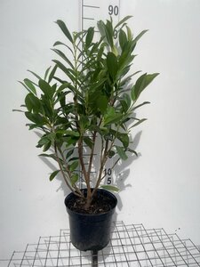 Prunus l. 'Caucasica' 80-100 cm cont. 7,5L