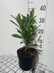 Prunus l. 'Caucasica' geen maat specificatie cont. 3,0L