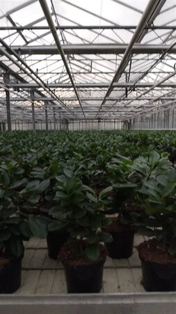 Prunus l. Etna 30-40 cm cont. 3,0L - afbeelding 4