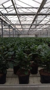 Prunus l. Etna 30-40 cm cont. 3,0L - afbeelding 4