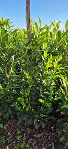 Prunus l. 'Herbergii' 125-150 cm met kluit - afbeelding 6