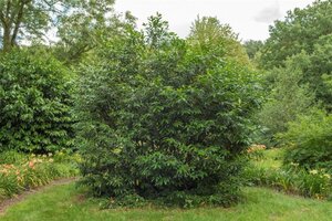 Prunus l. 'Herbergii' 175-200 cm met kluit