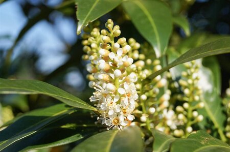Prunus l. 'Herbergii' 60-80 cm met kluit - afbeelding 3