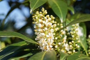 Prunus l. 'Herbergii' 80-100 cm met kluit - afbeelding 3