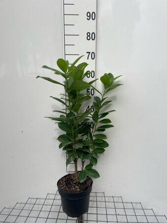 Prunus l. 'Novita' 60-80 cm cont. 3,0L