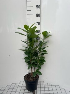 Prunus l. 'Novita' 60-80 cm cont. 3,0L