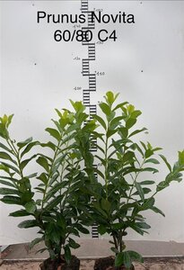 Prunus l. 'Novita' 60-80 cm cont. 4,0L