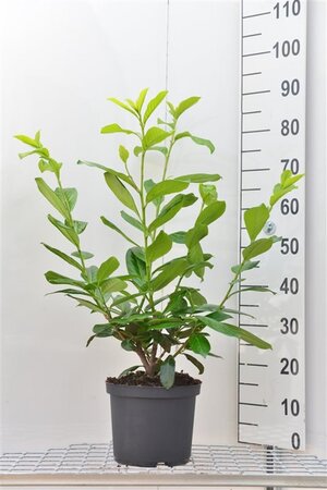 Prunus l. 'Novita' 60-80 cm cont. 5,0L - afbeelding 3