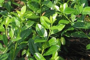Prunus l. 'Novita' 60-80 cm cont. 5,0L - afbeelding 2