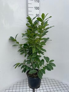 Prunus l. 'Novita' 80-100 cm cont. 7,5L - afbeelding 2