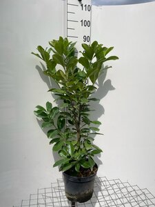 Prunus l. 'Novita' 80-100 cm cont. 7,5L