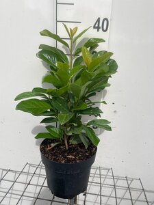 Prunus l. 'Novita' geen maat specificatie cont. 3,0L
