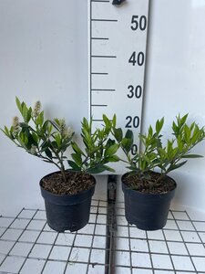 Prunus l. 'Otto Luyken' geen maat specificatie cont. 2,0L