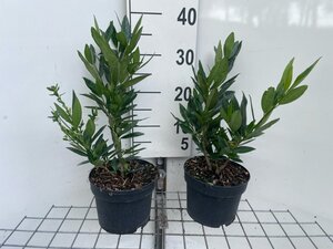 Prunus l. 'Otto Luyken' geen maat specificatie cont. 2,0L