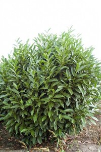 Prunus l. 'Reynvaanii' 40-50 cm met kluit