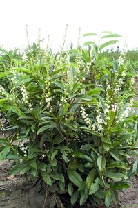 Prunus l. 'Reynvaanii' 50-60 cm met kluit - afbeelding 2