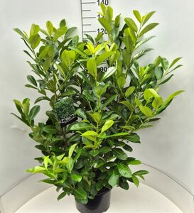 Prunus l. 'Rotundifolia' 100-125 cm cont. 15L