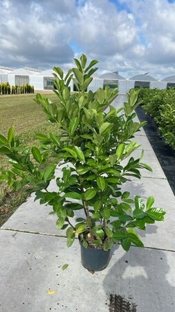 Prunus l. 'Rotundifolia' 125-150 cm cont. 12L