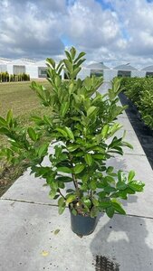 Prunus l. 'Rotundifolia' 125-150 cm cont. 12L