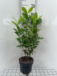 Prunus l. 'Rotundifolia' 60-80 cm cont. 3,0L - afbeelding 7
