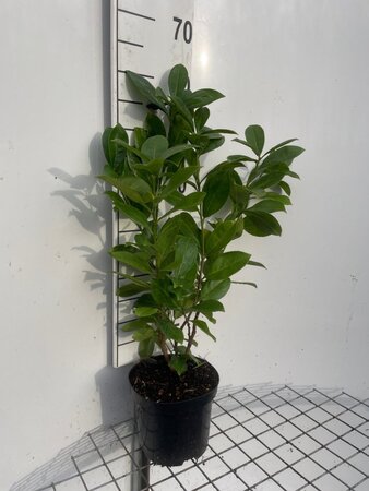 Prunus l. 'Rotundifolia' 60-80 cm cont. 3,0L - afbeelding 6