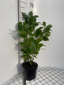 Prunus l. 'Rotundifolia' 60-80 cm cont. 3,0L - afbeelding 6